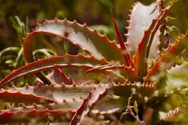 When you plant aloe vera sapling add 25 % sand to the potting. Why Is My Aloe Plant Turning Red Smart Garden Guide
