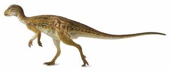 Image result for Hypselodelphys