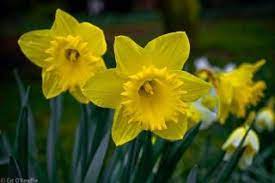 Daffodils Daffodil Flower Daffodils Daffodil Flower Pictures