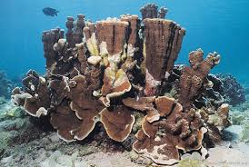 Image result for Subularia monticola