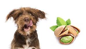 The safest and most trusted brands in each of 14 categories. Can Dogs Eat Pistachios Are They Safe For Dogs
