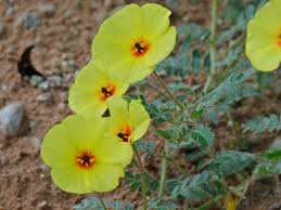 Image result for Tribulus zeyheri