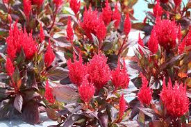 Image result for Celosia nervosa