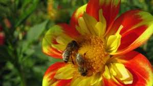 1,415 likes · 54 talking about this · 182 were here. Biodiversitat Konferenz In Lauterbach Uber Die Bedeutung Der Insekten Alsfeld