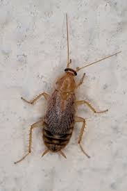 Check spelling or type a new query. La Blatte De Vinz Autres Insectes Quel Est Cet Animal