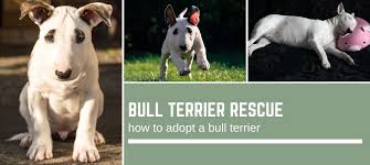 We are breeder of blue nose pit bull puppies here in new york registered puppies vet checked and vaccinated puppies if you are interested to purchase a blue nose pitb ull puppies. Bull Terrier Rescue And How To Go About Bull Terrier Adoption Bull Terrier Hq
