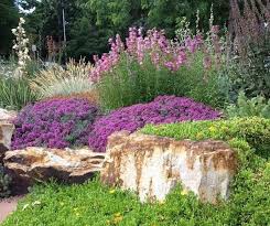 High Country Gardens On Instagram Gray Creeping Germander Teucrium Ice Plant Delopsperma Penstemon And M In 2020 High Country Gardens Plants Country Gardening