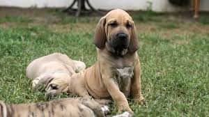 The fila brasileiro, or brazilian mastiff, is a large working breed of dog developed in brazil. Fila Brasileiro Price Temperament Life Span
