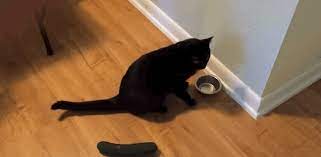 Very Scared Cat Of Cucumber Cats Vs Cucumbers Cats Scared Of Cucumbers Cats