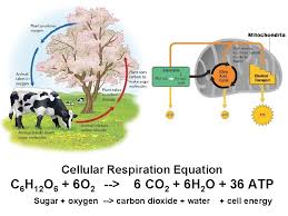 They can produce their own glucose to fuel cellular respiration. Cellular Respiration Cellular Respiration Have You Ever Wondered