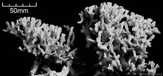 Image result for Corallocarpus triangularis