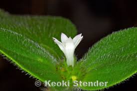 Image result for Richardia brasiliensis