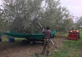 Fr La Recolte Des Olives A Commence En Harvest Already Started Blog De L Huile Des Orgues