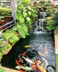 Many people may think of bowls when they think of ideal homes. Koistagram Koikichi Koiponddesign Tropicalkoipond Koi Pond Koi Koi Pond Design