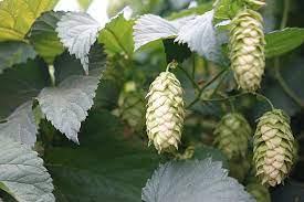 Hop shoots are the green tips of the hop plant, which are harvested from the parts of the plant that won't go on to produce the flowers (hop cones) used in creating beer. Hop Shoots The Other Hop Crop 5 Ways To Eat Hop Shoots Steemit