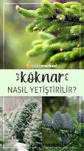 bahcede koknar yetistirmek bi tki bahce bitkileri bahce