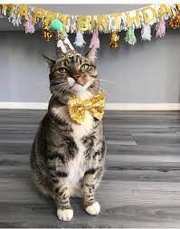 Party Hats To Celebrate Any Occasion Or Holiday These Are Perfect For Your Pets And Can Fit A Bet Of Any Size Dog Birthday Hat Dog Birthday Animal Birthday