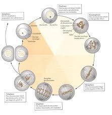 Here is the gist of it, the whole of interphase encompasses cell growth and cell division, this we know. 5 Mitosis In Animal Cells During Interphase G1 S G2 Phases Of Cell Download Scientific Diagram