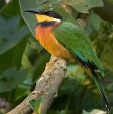 Image result for Streptocarpus montis-bingae