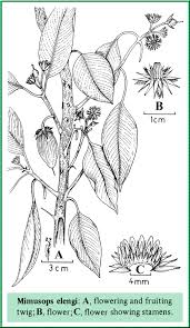 Image result for Mimusops elengi