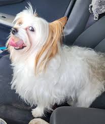 Wendi's profession as a cosmetologist and groomer in Bluey