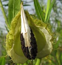 8 Of Nature S Most Beautiful Seeds Ecorazzi Milkweed Seeds Seed Pods Seeds