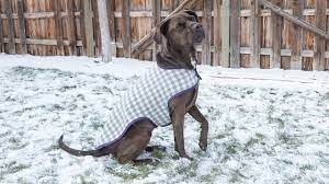 By photo congress dog clothes sewing patterns free printable. How To Sew A Dog Coat Pattern And Assembly Youtube