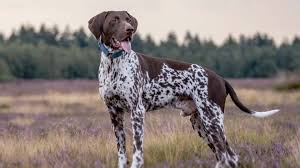 German shorthaired pointer puppy for sale near indiana, indianapolis, usa. German Shorthaired Pointer Price Temperament Life Span