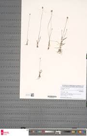 Image result for Xyris anceps