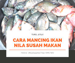 Essen jitu tasik di bandung kabupaten. Tips Jitu Cara Mancing Ikan Nila Yang Susah Makan Ampuh Atmago
