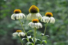 We did not find results for: New Hybrid Coneflowers How Reliable Are They Csmonitor Com