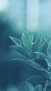 Green Leaves Iphone 5s Wallpaper Download Iphone Wallpapers Ipad Wallpapers One Stop Download Leaves Wallpaper Iphone Htc Wallpaper Best Flower Wallpaper