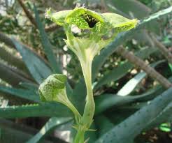Image result for Ceropegia monteiroae