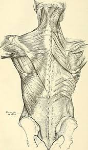 Severe cases may require surgery. Back Injury Wikipedia