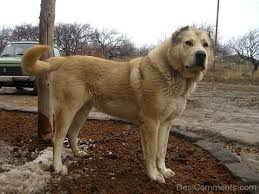 Visit us now to find your dog. Cream Armenian Gampr Dog Desicomments Com