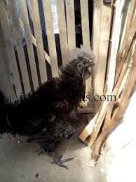 Ayam Cemani Walik Usia 4 Bulan Ayam