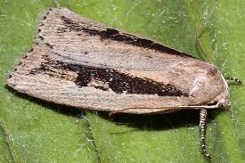 Image result for Chilodes maritima