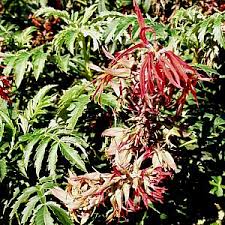 Image result for Melianthaceae