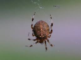 Epeire Diademe Araneus Diadematus Araignee Des Jardins Araignee Faune