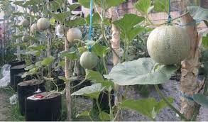 We did not find results for: Cara Menanam Melon Dalam Polybag Di Halaman Rumah Bibit Online