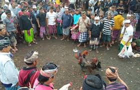 Jangan Langgar Pantangan Bisa Kena Taji Ayam Aduan