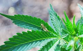 I feel like it all goes up in the air high while mice stay. Natural Pest Control For Marijuana 420 Light Guide