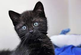Rspca Bristol Dogs And Cats Home Christmas Fair 19th November Dog Cat Cats Animals Pets