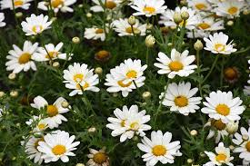 Image result for Argyranthemum frutescens