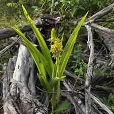 Image result for Eulophia alta