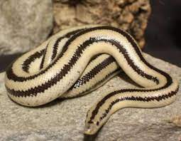 Cabo San Lucas Rosy Boa Pet Snake Rosy Boa Snake Lovers