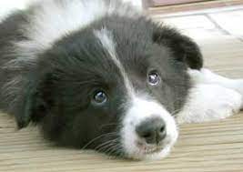 Border Collie Puppies For Sale Border Collie Breeder Uk Border Collies Border Collie Border Collie Puppy Border Collie Puppies Collie Breeds Collie Puppies