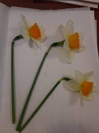 We did not find results for: Pressing Flowers Is A Victorian Hobby Ripe For Modern Crafters