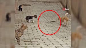 Son Dakika Haberi Hatay Da Bir Farenin 4 Kediyi Birden Rezil Ettigi Anlarin Videosu Sosyal Medyada Olay Oldu Video Videosunu Izle Son Dakika Haberleri