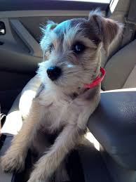 The irish terrier is a dog breed from ireland, one of many breeds of terrier. 7 Scottish Irish Terrier Schnauzer Mix Ideas Cute Dogs Schnauzer Puppies